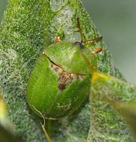 Réf. 320 961 : Cassida rubiginosa